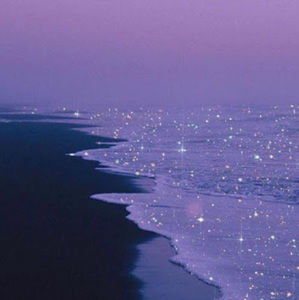 Meet your Posher, Sammy